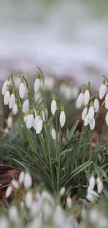 Flower Galanthus Plant Live Wallpaper