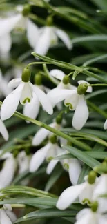 Flower Galanthus Plant Live Wallpaper