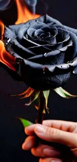 A black rose on fire against a dark background held in a hand.