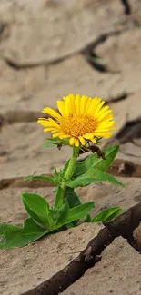 Yellow flower grows in cracked desert earth.