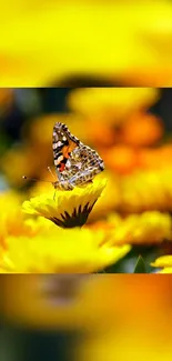 Vibrant yellow flowers with butterfly perched on top.