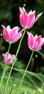 Sparkling pink tulips in a lush garden setting.