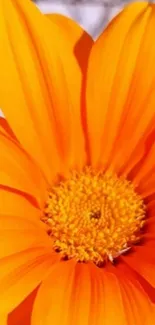 Flower Orange Plant Live Wallpaper