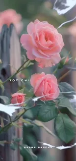 Flower Petal Garden Roses Live Wallpaper