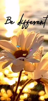 Flower Petal Happiness Live Wallpaper