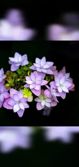 Flower Petal Pink Live Wallpaper