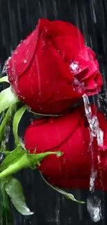 Flower Petal Red Live Wallpaper