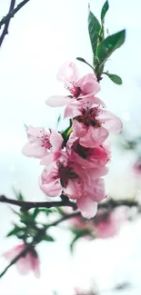 Flower Petal Sky Live Wallpaper