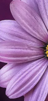 Flower Plant African Daisy Live Wallpaper