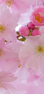 Flower Plant Bloom Live Wallpaper