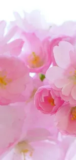 Flower Plant Bloom Live Wallpaper