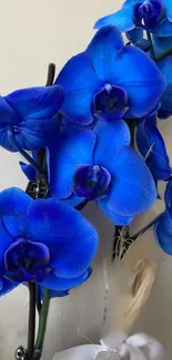 Flower Plant Blue Live Wallpaper