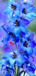 Flower Plant Blue Live Wallpaper