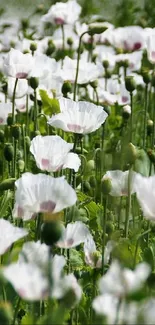 Serene field of white poppies against a lush green backdrop.