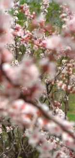 Beautiful bokeh effect with pink blossoms and green background.