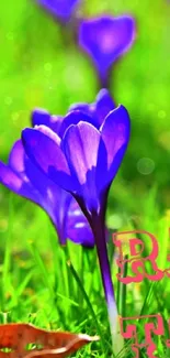 Flower Plant Botany Live Wallpaper