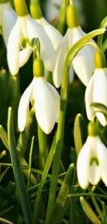 Elegant snowdrop flowers with green leaves wallpaper.