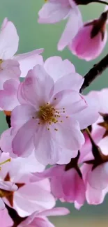 Cherry blossom mobile wallpaper with pink flowers.