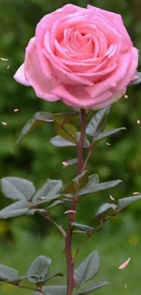 Elegant pink rose with green leaves as mobile wallpaper.