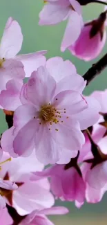 Flower Plant Branch Live Wallpaper