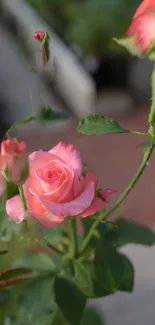 Delicate pink rose in vibrant bloom against a blurred natural backdrop.