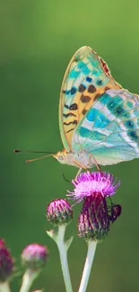 Flower Plant Butterfly Live Wallpaper