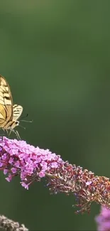 Flower Plant Butterfly Live Wallpaper