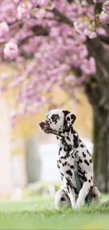 Dalmatian dog sitting under cherry blossoms in spring.