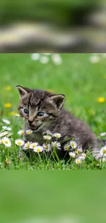 A cute kitten sitting in a field with daisies.