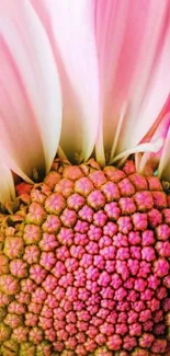 Flower Plant Fruit Live Wallpaper