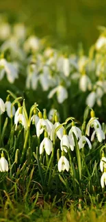 Flower Plant Galanthus Live Wallpaper