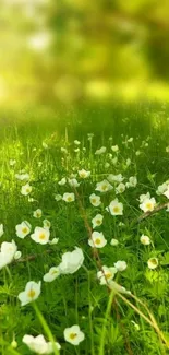 Flower Plant Grass Live Wallpaper