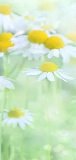 Flower Plant Grass Live Wallpaper