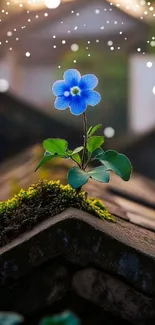 Flower Plant Green Live Wallpaper