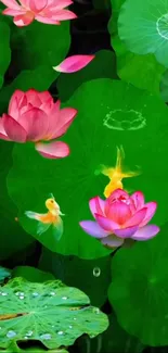 Flower Plant Lotus Live Wallpaper