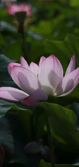 Pink lotus flower surrounded by lush green leaves.