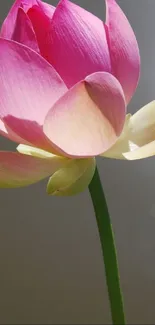 Flower Plant Lotus Live Wallpaper