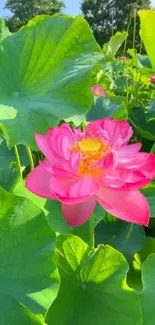 Flower Plant Lotus Live Wallpaper