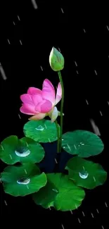 Flower Plant Lotus Live Wallpaper