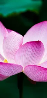 Flower Plant Lotus Live Wallpaper