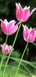 Flower Plant Lotus Live Wallpaper