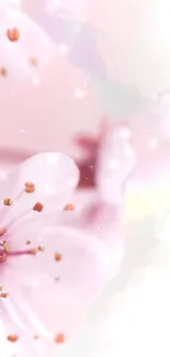 Flower Plant Petal Live Wallpaper