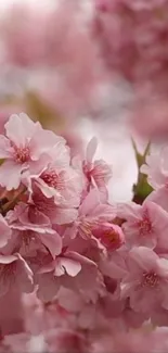 Flower Plant Petal Live Wallpaper