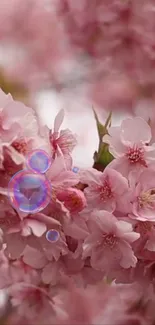 Flower Plant Petal Live Wallpaper