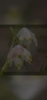 Flower Plant Petal Live Wallpaper