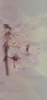 Flower Plant Petal Live Wallpaper