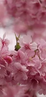 Flower Plant Petal Live Wallpaper