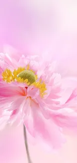 Flower Plant Petal Live Wallpaper