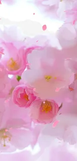 Flower Plant Petal Live Wallpaper