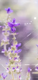 Flower Plant Petal Live Wallpaper